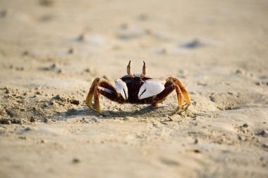 Tayland 'ın Krabi eyaletinde beyaz pençeli güzel bir yengeç.