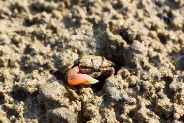 Tayland 'ın Krabi eyaletinde turuncu pençeli küçük bir yengeç kamuflaj yapıyor..