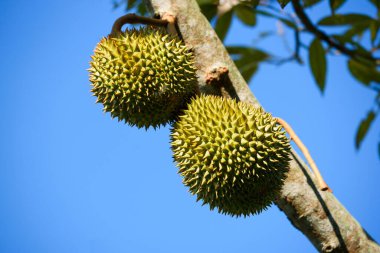 Durian ağacındaki Durian meyvelerinin yakın görüntüsü ve mavi gökyüzü arkaplanı