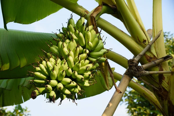 바나나 나무에 생바나나 — 스톡 사진