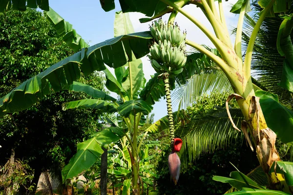 Купка Сирих Зелених Бананів Звисають Дереві — стокове фото