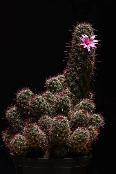 Bela Flor Rosa Mammillaria Beneckei Cacto Sobre Fundo Preto — Fotografia de Stock