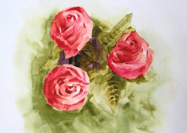 Suluboya beyaz arka planda güzel kırmızı güller boyuyor