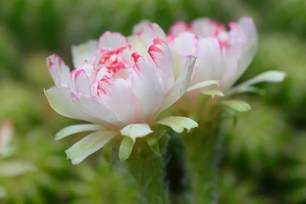 Крупним Планом Красиві Квіти Кактуса Біту Лобії Квітковому Горщику — стокове фото