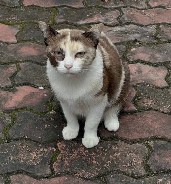 Sert bir ifadeye sahip bir calico kedisi yosun kaplı asfalt üzerinde oturur..
