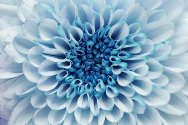 arka plan Kasımpatı çiçeği