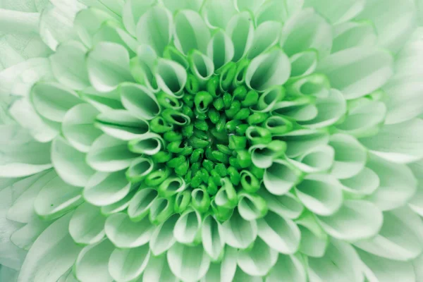Tło kwiat chryzantemy — Zdjęcie stockowe