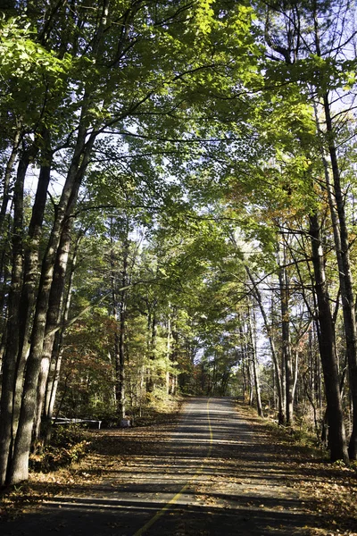 Bosques en Carolina del Norte —  Fotos de Stock