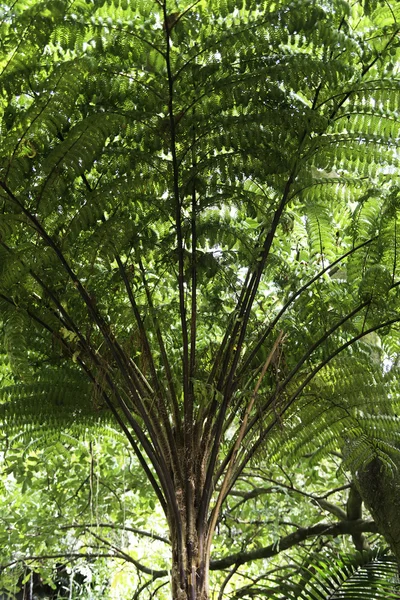 Detalle del árbol tropical — Foto de Stock