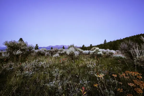 Vilda blommor i Colorado — Stockfoto