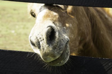 Lexington, Kentucky 'deki Horse on Ranch' e yaklaş..