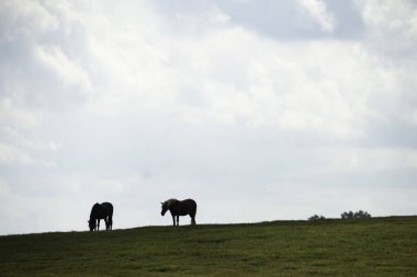 Lexington 'daki Çiftlikte İki At.