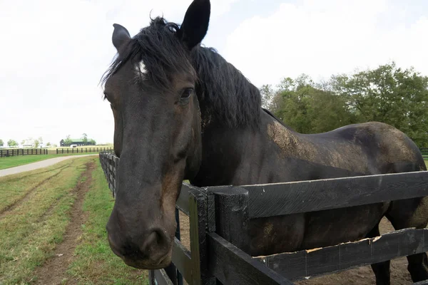 Close Horse Ranch Lexington Kentucky — Stock Photo, Image