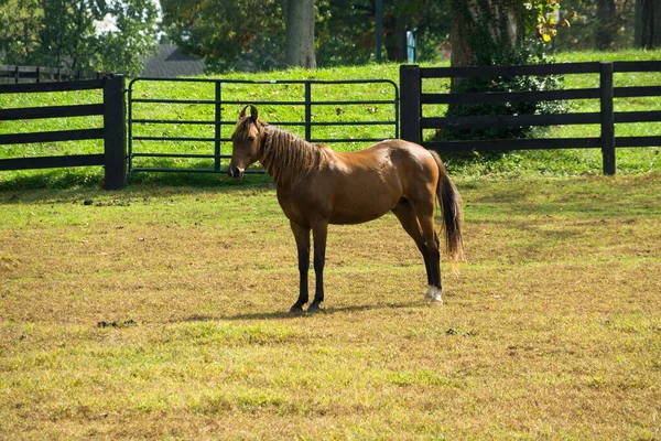 Horse Ranch Lexington Kentucky — Stock Photo, Image