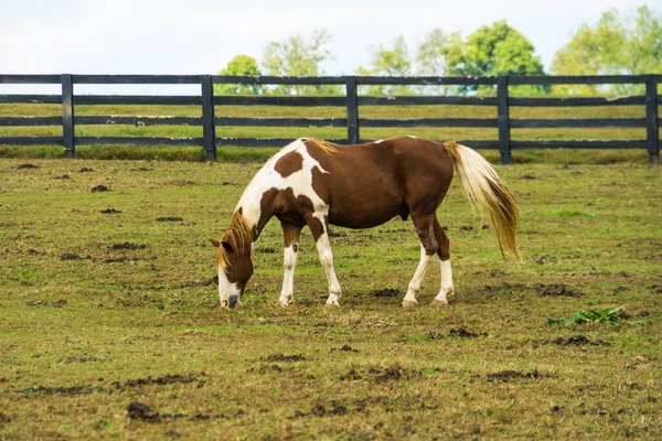 Horse Ranch Lexington Kentucky — Stock Photo, Image