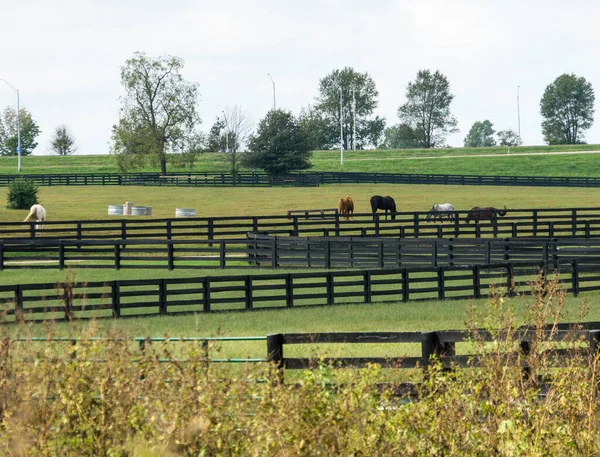 Lexington Kentucky Deki Çiftlikte Atlar Stok Resim