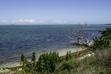 2021 'de Florida Keys' de Mavi Su ve Lush Vegetation.