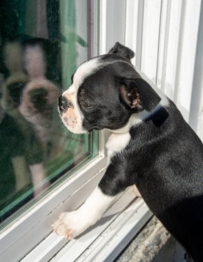 Boston Terrier Köpeği Sürgülü cam kapının yansımasıyla içeri girmek istiyor..