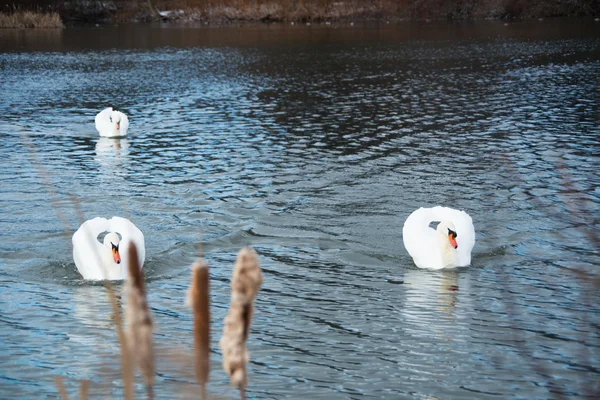 Cisnes — Foto de Stock