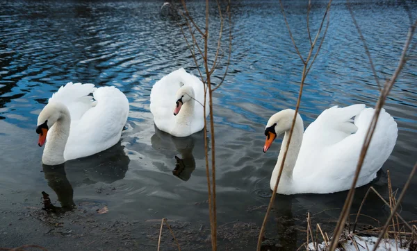 Cisnes — Foto de Stock