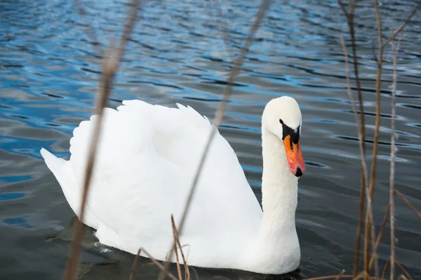 Cisne en el lago en Ohio — Foto de Stock