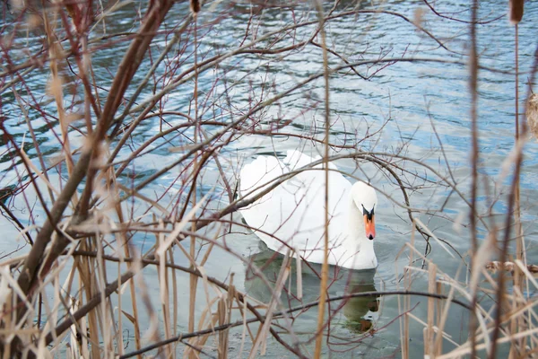 Cisne en el lago en Ohio — Foto de Stock