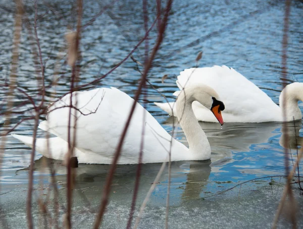 Cisnes — Foto de Stock