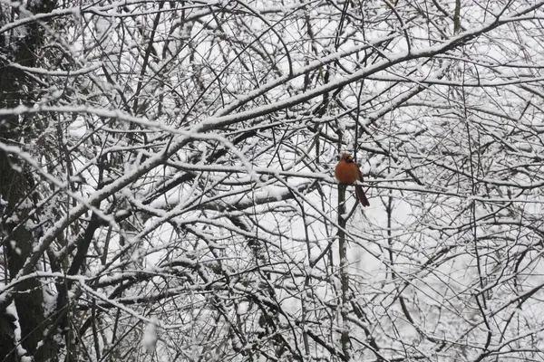 枢機卿雪に覆われた木 — ストック写真