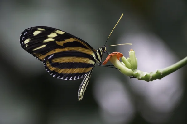 Borboleta e flor — Fotografia de Stock