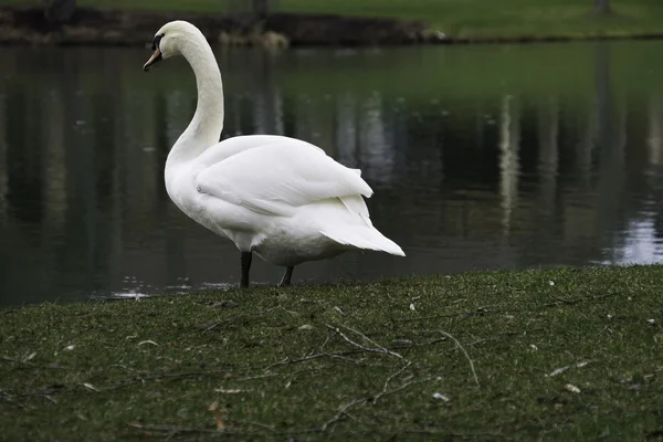 Cisne en el lago en Ohio — Foto de Stock