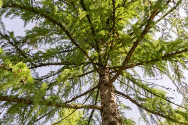 Güneşli Çamın dalları