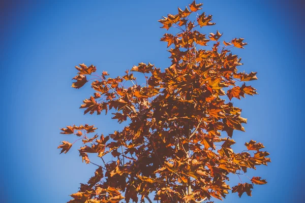 Folhas Laranja e Céu Azul — Fotografia de Stock