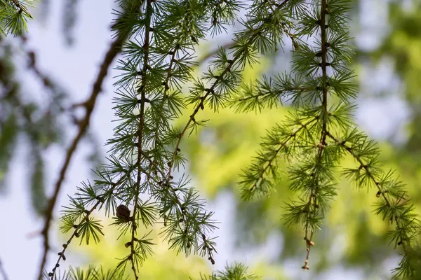 日当たりの良い松の枝 — ストック写真