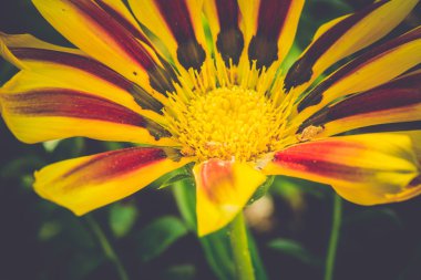 Bahçede sarı kırmızı çiçek