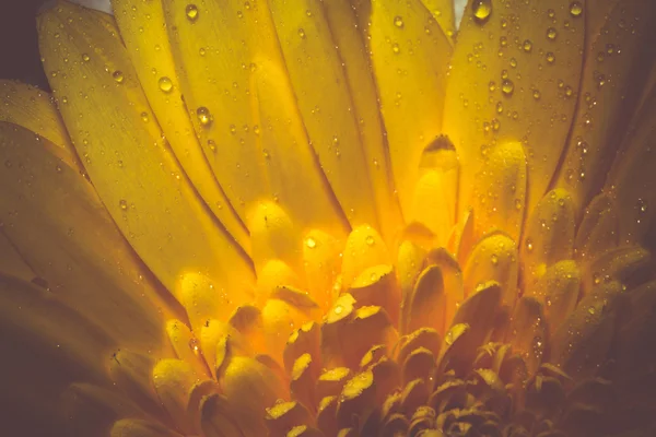 Gerberas amarillas macro — Foto de Stock