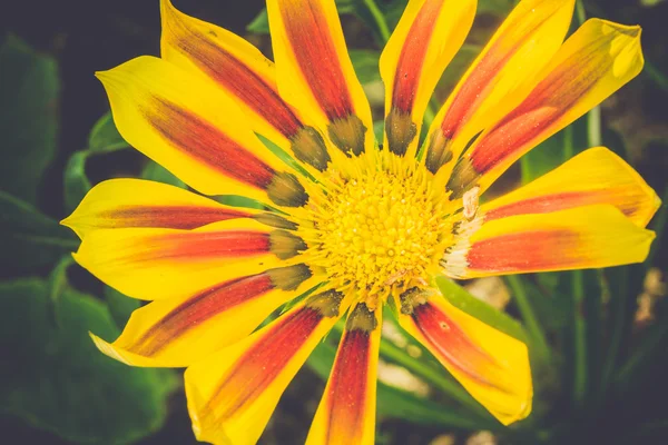 Flor vermelha amarela no jardim — Fotografia de Stock