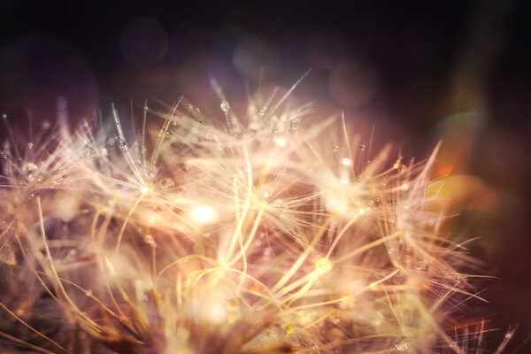 Одуванчик с капельками воды фильтруется
