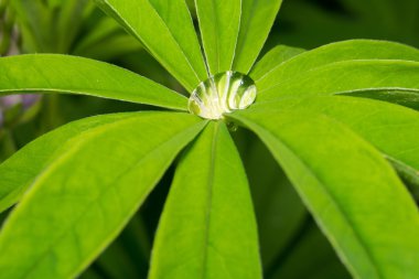 Lupinus yaprak ve su damlaları