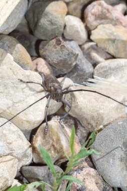 Uzun antenleri ile beetle