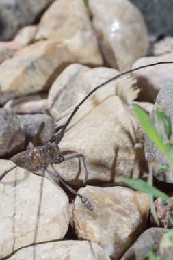 Uzun antenleri ile beetle