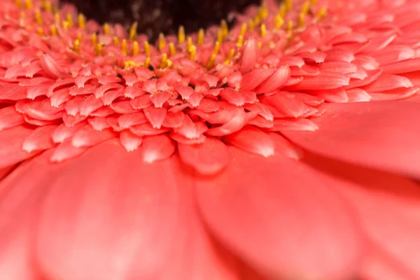 ピンクのガーベラ マクロ — ストック写真