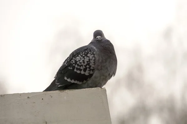 Porträt der grauen Taube — Stockfoto