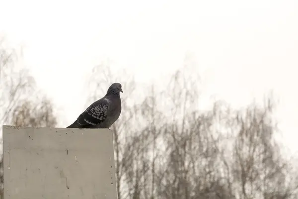 Retrato de pombo cinzento — Fotografia de Stock