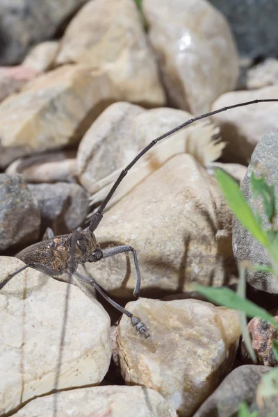 Uzun antenleri ile beetle
