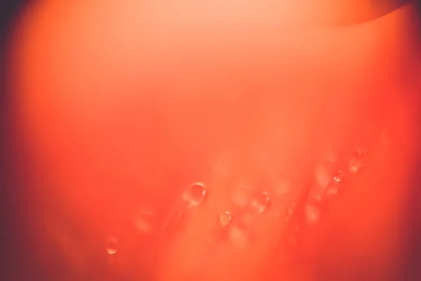 水滴マクロ花弁 — ストック写真