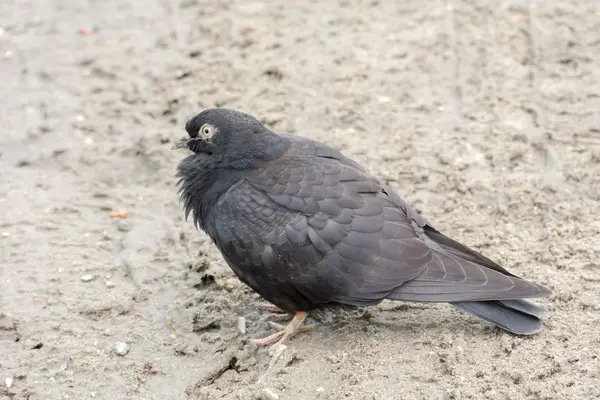 Retrato de pombo cinzento — Fotografia de Stock