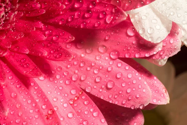 Pink Gerbera Macro — Stock Photo, Image