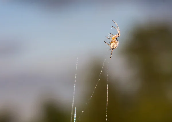 Örümcek Web makro — Stok fotoğraf