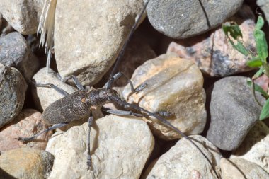 Uzun antenleri ile beetle