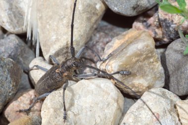 Uzun antenleri ile beetle
